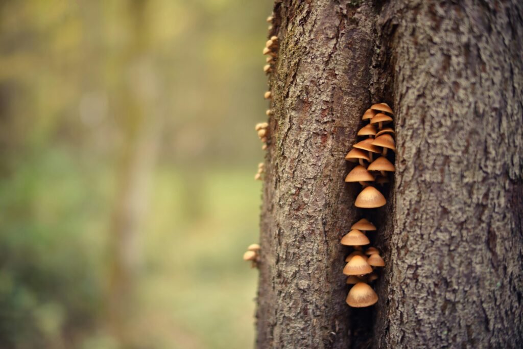 calming tree with mushrooms counselling